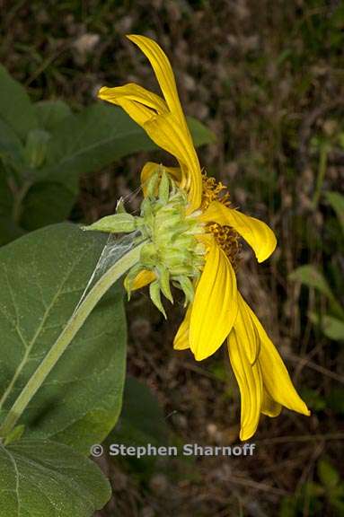 wyethia elata 2 graphic